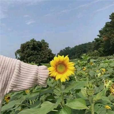 悟空识字旧版本下载
